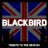 Blackbird