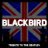 Blackbird