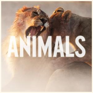 Album cover for Animals album cover